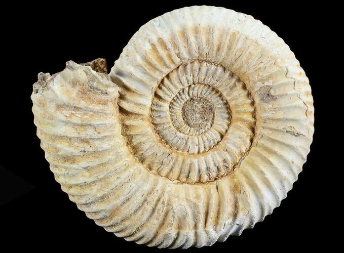 Perisphinctes Ammonite - Jurassic #68184